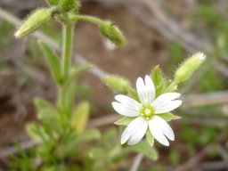 Cerastium arabidis flower